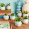 Promo 🌟 Okuna Outpost 8 Pack Small Ceramic Succulent Pots for Cactus Plants with Bamboo Trays, 2.3 in 😍