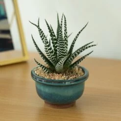 Discount 👍 Gardenised Decorative Mini Glazed Ceramic Bonsai Succulent Pots Flower Planter with Drainage Holes, 4 Pack ✨ -Planters Sales Store unnamed file 5996