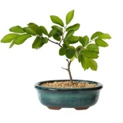 Discount 👍 Gardenised Decorative Mini Glazed Ceramic Bonsai Succulent Pots Flower Planter with Drainage Holes, 4 Pack ✨ -Planters Sales Store unnamed file 5998