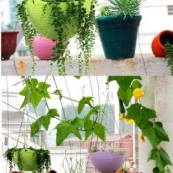 Best reviews of βοΈ Unique Bargains Home Garden Plastic Plant Hanging Flower Pot Holder Planters π 15 Best reviews of βοΈ Unique Bargains Home Garden Plastic Plant Hanging Flower Pot Holder Planters π -Planters Sales Store unnamed file 6052
