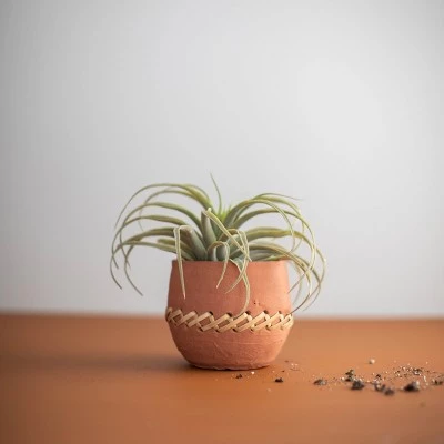 Deals ๐ Terracotta & Cane Weave Planter - Foreside Home & Garden โ๏ธ 5 Deals ๐ Terracotta & Cane Weave Planter - Foreside Home & Garden โ๏ธ - Image 3