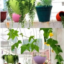 Buy ⭐ Unique Bargains Home Garden Plant Basket Hanging Flower Pot Plant Planters White 10 Pcs ✨ 13 Buy ⭐ Unique Bargains Home Garden Plant Basket Hanging Flower Pot Plant Planters White 10 Pcs ✨ -Planters Sales Store unnamed file 6207