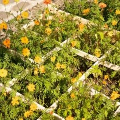 Best Sale ๐ Outsunny 4ft x 4ft Backyard Patio Wooden Raised Garden Bed Planter Box with Segmented Growing Grid for Plants & Herbs - Natural Wood ๐ 13 Best Sale ๐ Outsunny 4ft x 4ft Backyard Patio Wooden Raised Garden Bed Planter Box with Segmented Growing Grid for Plants & Herbs - Natural Wood ๐ -Planters Sales Store unnamed file 638