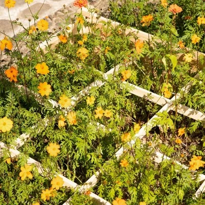 Best Sale ๐ Outsunny 4ft x 4ft Backyard Patio Wooden Raised Garden Bed Planter Box with Segmented Growing Grid for Plants & Herbs - Natural Wood ๐ 8 Best Sale ๐ Outsunny 4ft x 4ft Backyard Patio Wooden Raised Garden Bed Planter Box with Segmented Growing Grid for Plants & Herbs - Natural Wood ๐ - Image 6