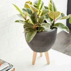Cheap ๐ฅ Set of 3 Round Planters with Wooden Legs - Olivia & May Black โ๏ธ 11 Cheap ๐ฅ Set of 3 Round Planters with Wooden Legs - Olivia & May Black โ๏ธ -Planters Sales Store unnamed file 6747