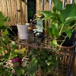 Coupon ๐ฏ Sunnydaze Decor Sunnydaze Indoor/Outdoor Iron Metal 3-Tiered Potted Flower Plant Stand with Scrolled Back Design - 30" - Black โจ 13 Coupon ๐ฏ Sunnydaze Decor Sunnydaze Indoor/Outdoor Iron Metal 3-Tiered Potted Flower Plant Stand with Scrolled Back Design - 30" - Black โจ -Planters Sales Store unnamed file 7037