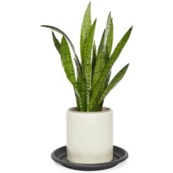 Hot Sale 🤩 Farmlyn Creek 10 Pack Plastic Flower Pot Saucers, Drip Tray for Potted Plants, Round, Black, 11.7" 🥰 -Planters Sales Store unnamed file 7389