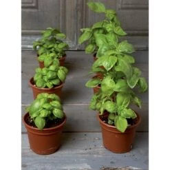 Coupon 😍 Organic Self-Watering Potting Mix, 20 Quarts, Promotes Strong Roots, Boosts Nutrients and Water Uptake - Gardener's Supply Company ⌛