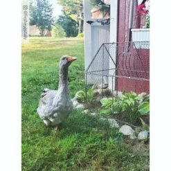 Best reviews of 🎁 Chicken Wire Crop Coop, 22" W x 45" L 28" H at Peak, 16" H Walls, Heavy-Gauge Steel Wire - Gardener's Supply Company 🛒 -Planters Sales Store unnamed file 8302