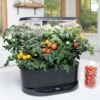 Buy 🎉 AeroGarden Bounty Indoor Hydroponic Herb Garden, Black 🎉